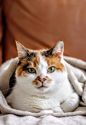 Ledersofa mit Katzen