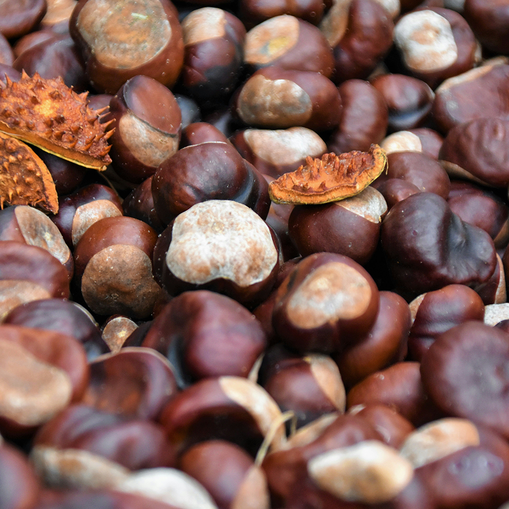 Nachhaltiges Leder: Kastanienleder