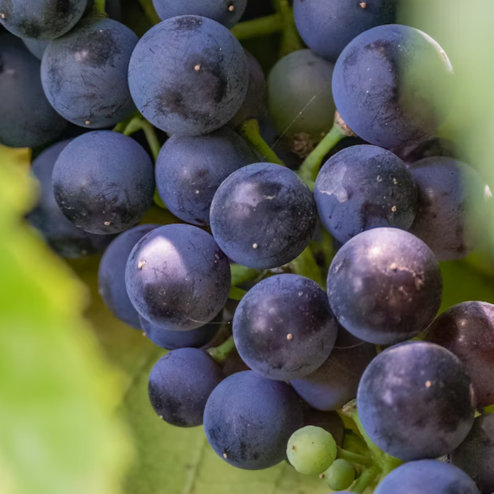Nachhaltiges Leder: Traubenleder