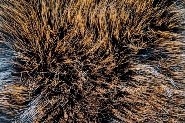 Pelzimitat - Luxus Pur - Orange 