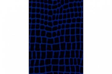 Leder-Imitat Waterproof - Riesenschlange Schwarz/Royal