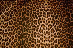 Wildleder-Imitat - Wilderness Leopard